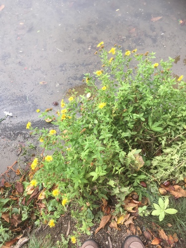 Pulicaria dysenterica (Common Fleabane)