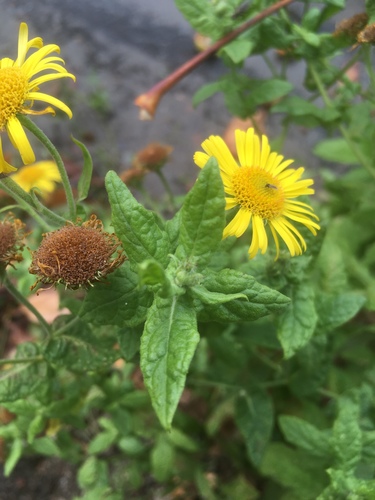 Pulicaria dysenterica (Common Fleabane)