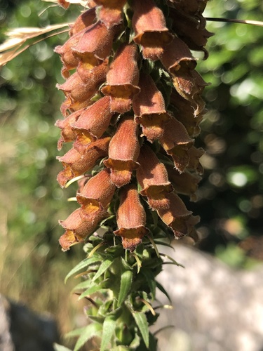 Digitalis parviflora (Small-flowered Foxglove) (alternate view 4)