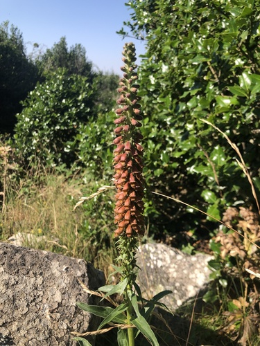 Digitalis parviflora (Small-flowered Foxglove) (alternate view 5)