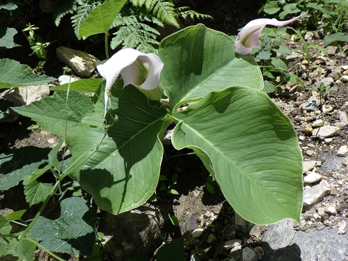 Arisaema candidissimum (White Jack-in-the-pulpit) (alternate view 3)