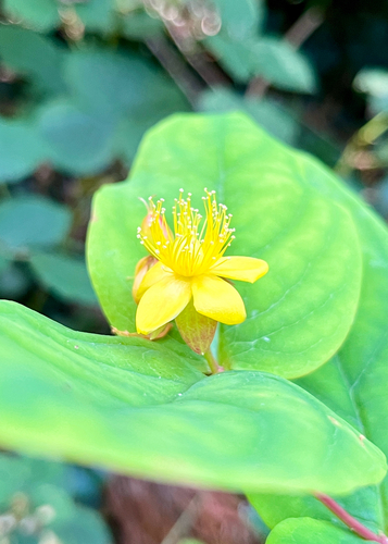 Hypericum androsaemum (Tutsan)