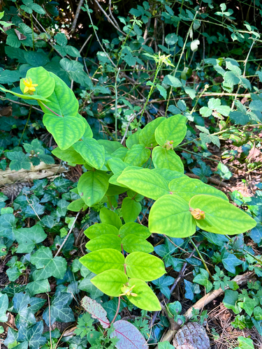 Hypericum androsaemum (Tutsan)