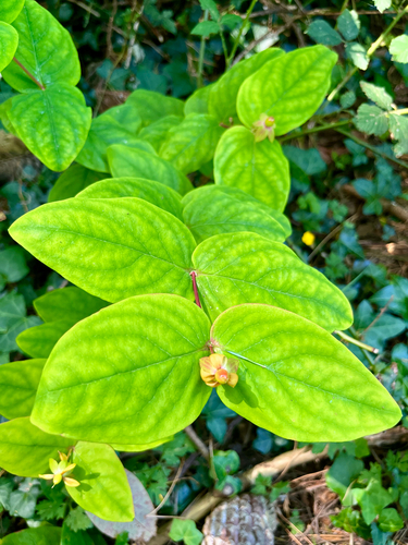 Hypericum androsaemum (Tutsan)