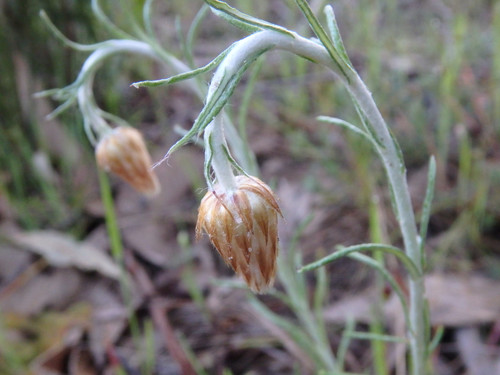 Chrysocephalum baxteri (Fringed Everlasting) (alternate view 4)