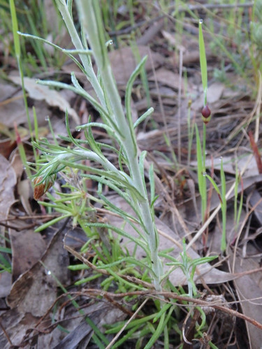 Chrysocephalum baxteri (Fringed Everlasting) (alternate view 5)