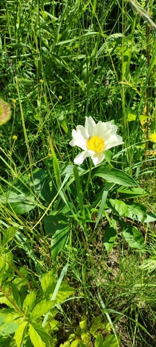 Paeonia lactiflora (garden peony) (alternate view 2)