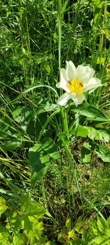 Paeonia lactiflora (garden peony) (alternate view 3)