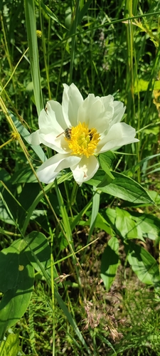 Paeonia lactiflora (garden peony) (alternate view 4)