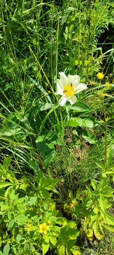 Paeonia lactiflora (garden peony) (alternate view 5)