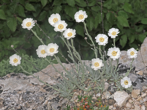 Achillea ageratifolia (Greek Yarrow)