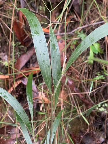 Acacia melanoxylon (blackwood)