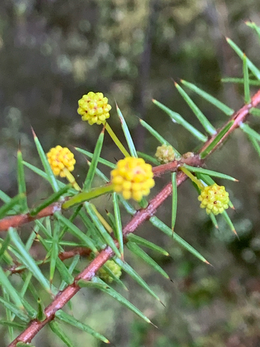 Acacia ulicifolia (juniper wattle) (alternate view 10)