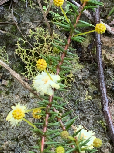 Acacia ulicifolia (juniper wattle) (alternate view 9)