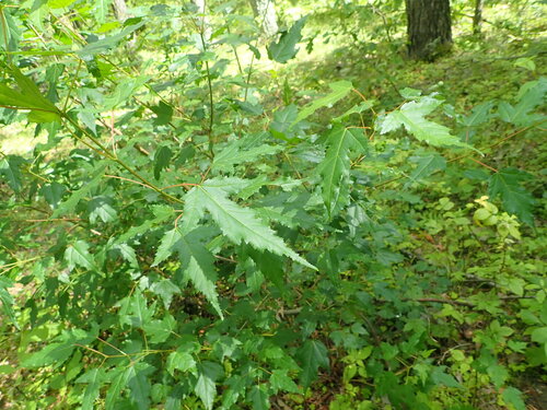 Acer ginnala (Amur Maple) (alternate view 5)