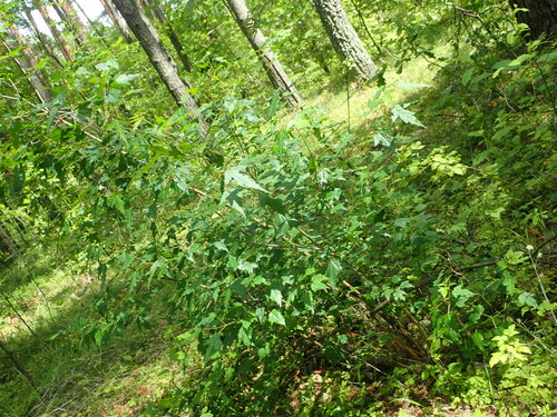 Acer ginnala (Amur Maple) (alternate view 6)