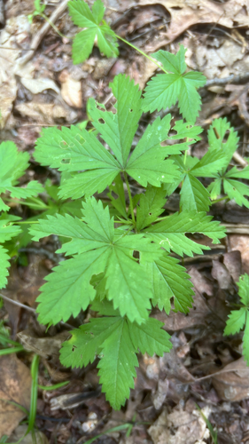Potentilla simplex (common cinquefoil) (alternate view 8)