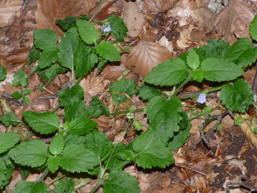 Veronica montana (Wood Speedwell)