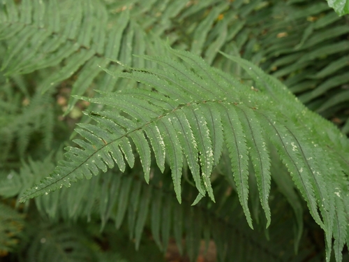 Dryopteris cycadina (Shaggy Wood Fern) (alternate view 5)