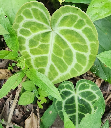 Anthurium clarinervium (Velvet Cardboard Anthurium)