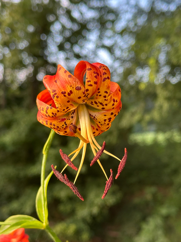 Lilium superbum (Turk's-cap lily) (alternate view 5)