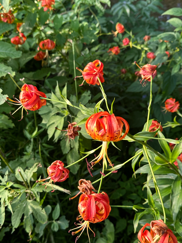 Lilium superbum (Turk's-cap lily) (alternate view 4)