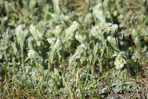 Antennaria microphylla (Rosy Pussytoes) (alternate view 5)