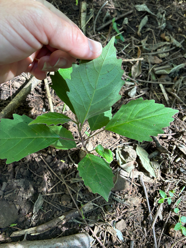 Clerodendrum tomentosum (Downy Chance) (alternate view 8)
