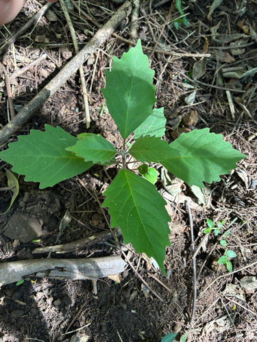 Clerodendrum tomentosum (Downy Chance) (alternate view 9)