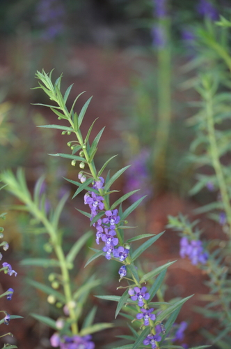 Angelonia angustifolia (Summer Snapdragon) (alternate view 7)