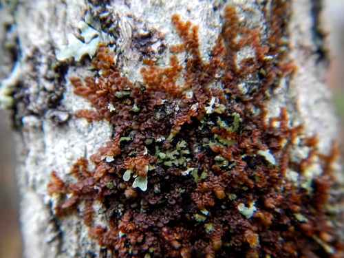 Frullania eboracensis (New York Scalewort)