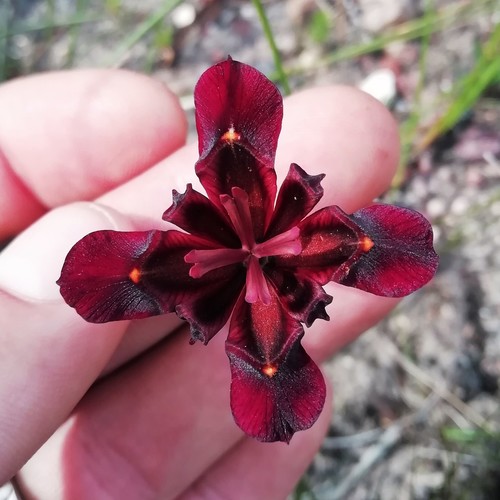Moraea (Cape Tulips) (alternate view 4)