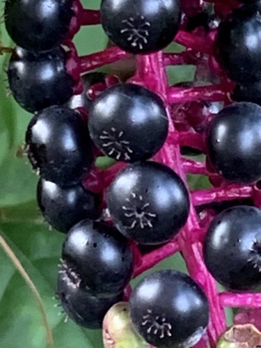 Phytolacca americana (American pokeweed)