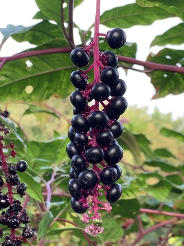 Phytolacca americana (American pokeweed)