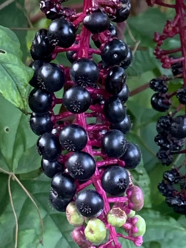 Phytolacca americana (American pokeweed)