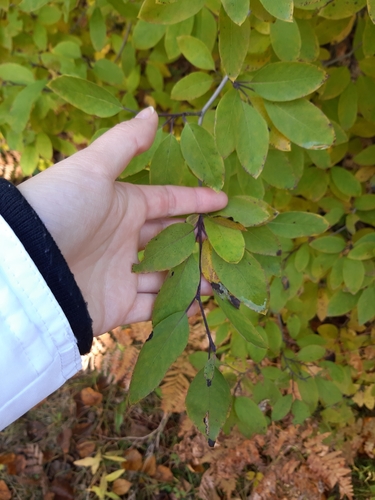 Ilex mucronata (Mountain holly)