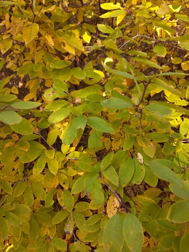 Ilex mucronata (Mountain holly) (alternate view 3)