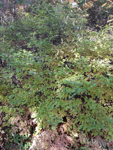 Ilex mucronata (Mountain holly) (alternate view 4)