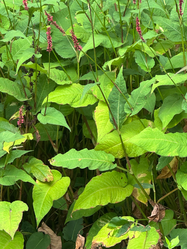 Bistorta amplexicaulis (red bistort)