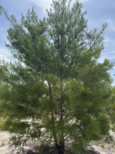 Pinus clausa (sand pine) (alternate view 10)