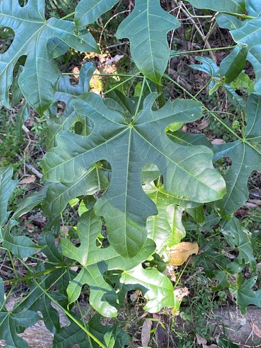 Brachychiton acerifolius (flame tree)