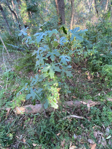 Brachychiton acerifolius (flame tree) (alternate view 2)