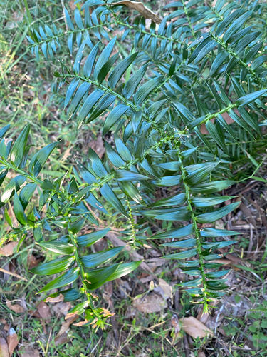 Araucaria bidwillii (Bunya Pine) (alternate view 5)