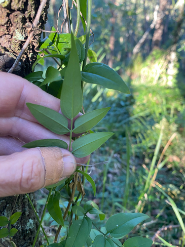 Pandorea pandorana (wonga vine) (alternate view 2)
