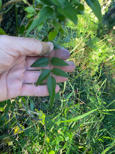 Pandorea pandorana (wonga vine)