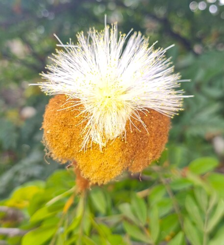 Calliandra haematocephala (Pink Powder Puff)