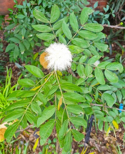 Calliandra haematocephala (Pink Powder Puff)