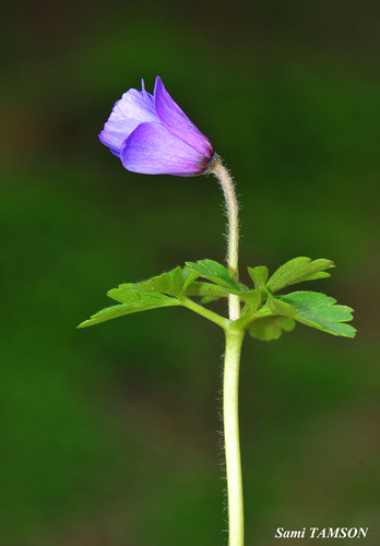 Anemonoides blanda (Greek Anemone)