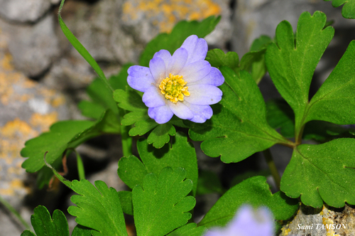 Anemonoides blanda (Greek Anemone)