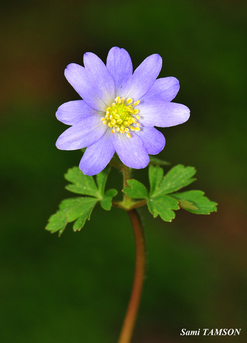 Anemonoides blanda (Greek Anemone)